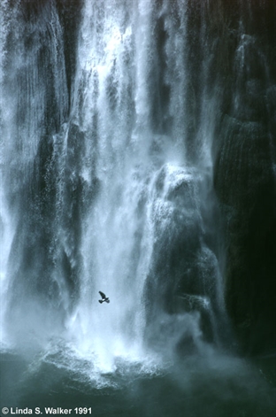 Soaring with the falls