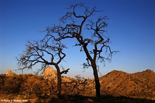 Burned trees