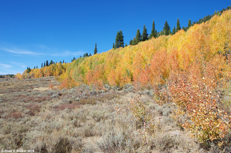 Gigantic aspen grove in Logan Canyon high country, Utah