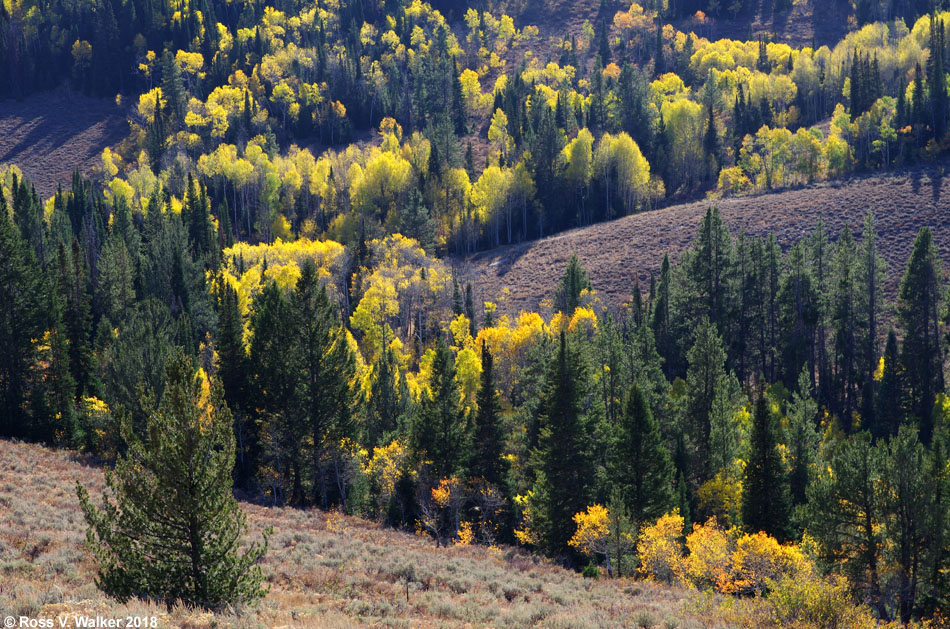 Glowing aspens seen from a high point in Logan Canyon, Utah