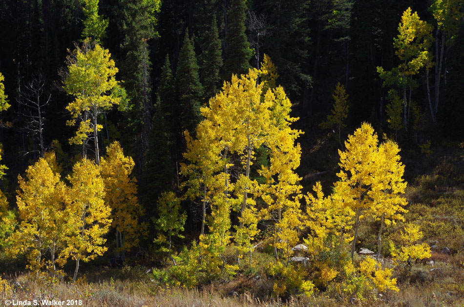 Autumn aspens near the road to Tony Grove, Logan Canyon, Utah