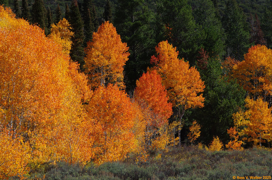 Swan Flat aspens, Logan Canyon, Utah