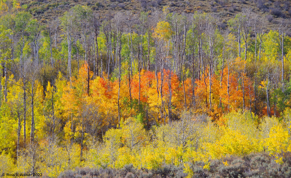 Mixed old and young aspens along the Monte Cristo road, Utah