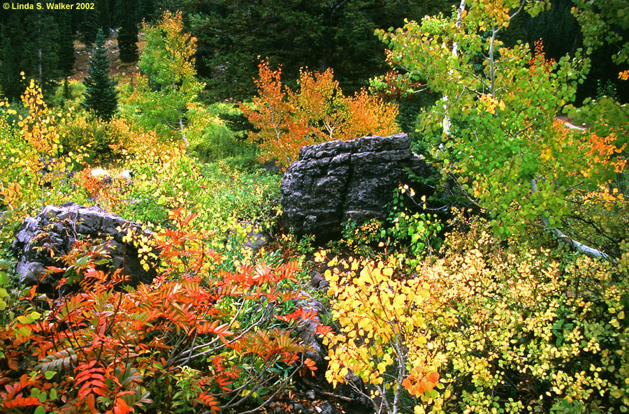 Autumn Tapestry, Tony Grove, Utah