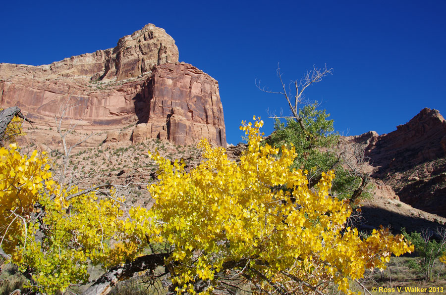 Autumn in Buckhorn Draw, Utah