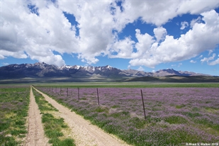 Scipio, Utah field