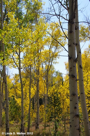 Sunrise aspens, Logan Canyon