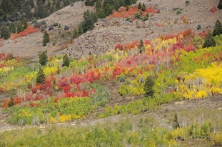 Logan Canyon Fall Color