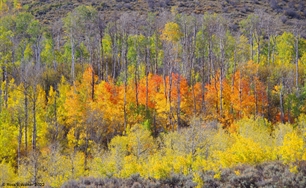 Monte Cristo aspens