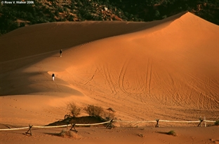 Coral Pink Sand Dunes