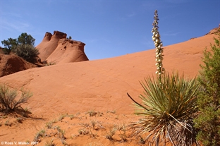 Slickrock, Kodachrome Basin