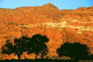 Tree silhouettes, Snow Canyon