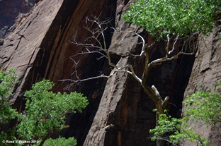 Tree, Zion Park