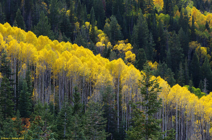 A large aspen grove in the Tushar Mountains, Utah
