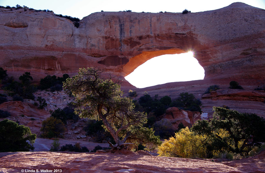 The sun shining through Wilson Arch lights up a tree, near Moab, Utah