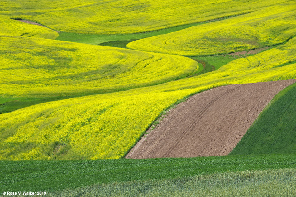 Canola fields near Oakesdale, Washington