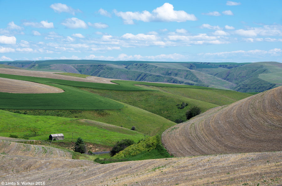 Farm on the edge of the Snake River Canyon near Almota, Washington.