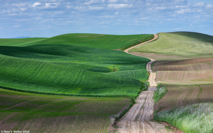 Back road through rolling hills near Steptoe, Washington