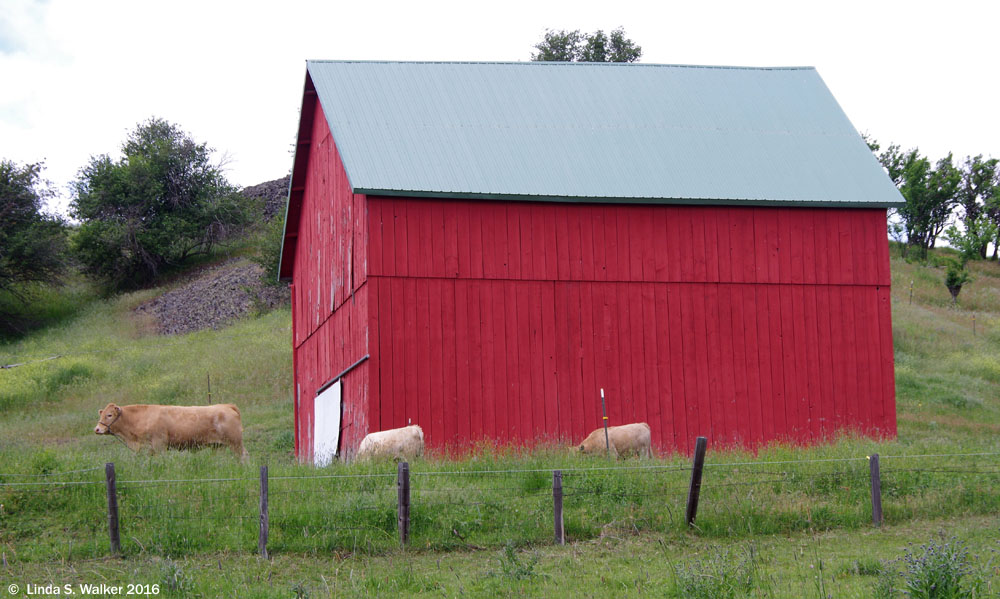 A hillside barn and cows near Colton, Washington