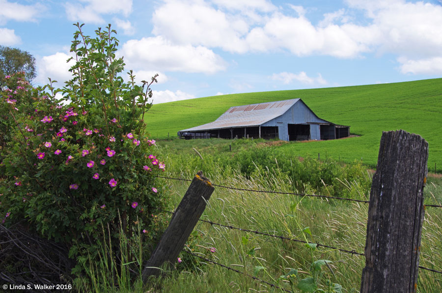 Wild roses and an old barn near Colton, Washington.