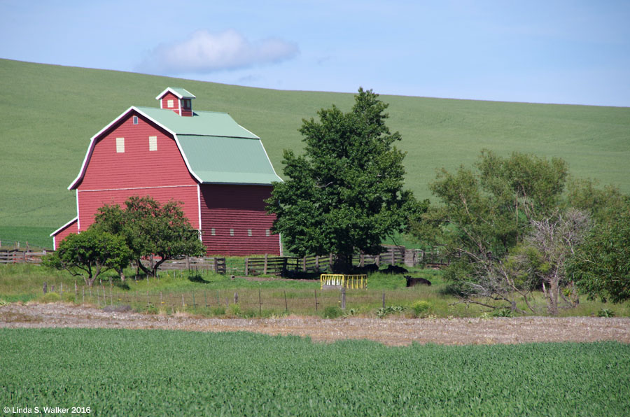 Cows relax at a grove of trees by a classic red barn near Almota, Washington.