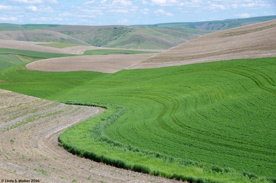 Fields near the edge of the Snake River Canyon above Almota, Washington.