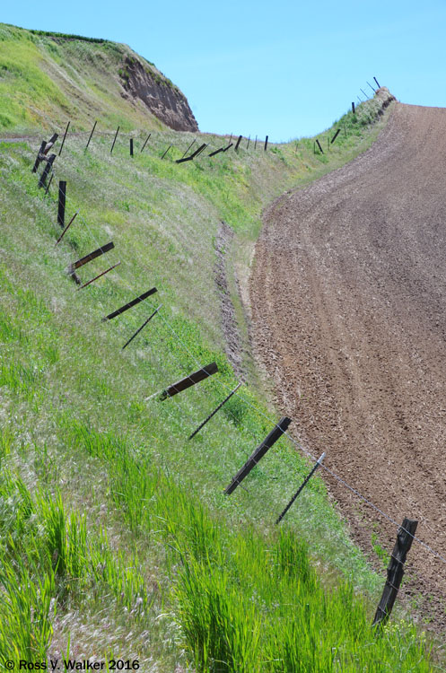 Curving fence and field along a back road near St. John, Washington.