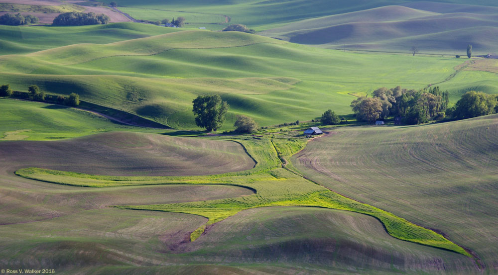 Fingers of farmland follow the contours at the base of Steptoe Butte, Washington