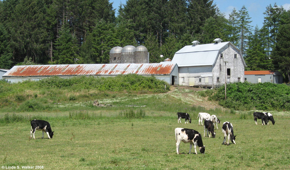Dairy farm, Gray's River, Washington