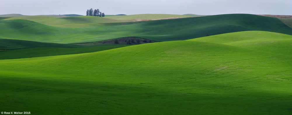 Light and shadow on rolling hills along a back road near Steptoe, Washington.