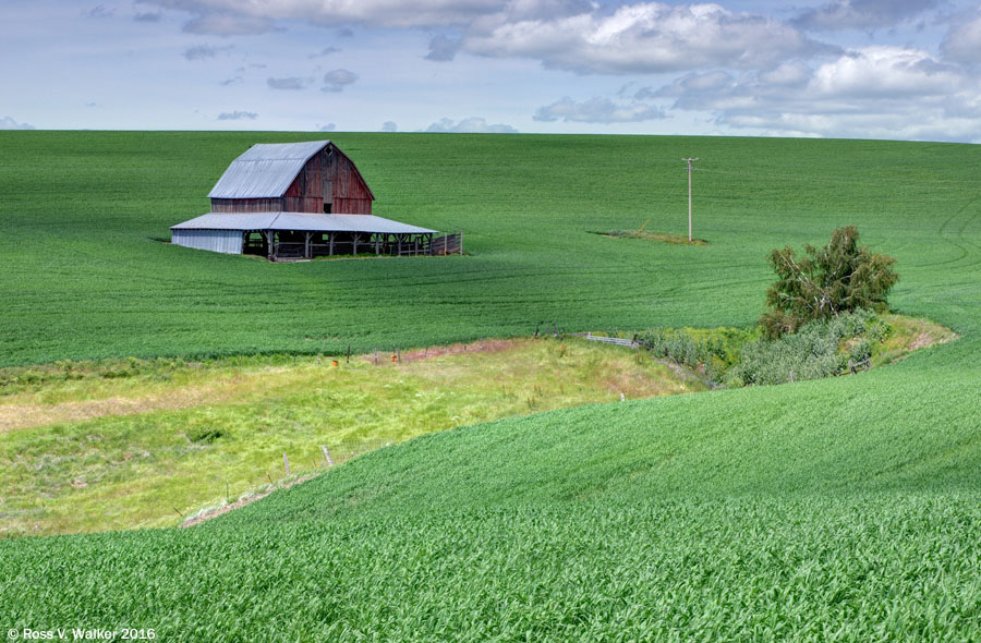No longer needed, this barn near Colton, Washington is isolated in a field.