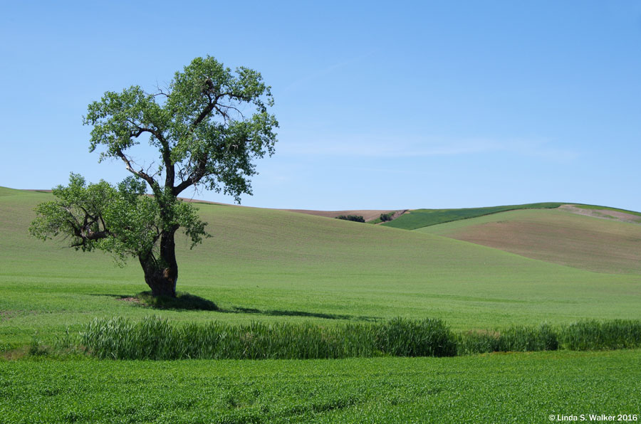 A lone tree and rolling hills near Steptoe, in the Palouse region of Washington.
