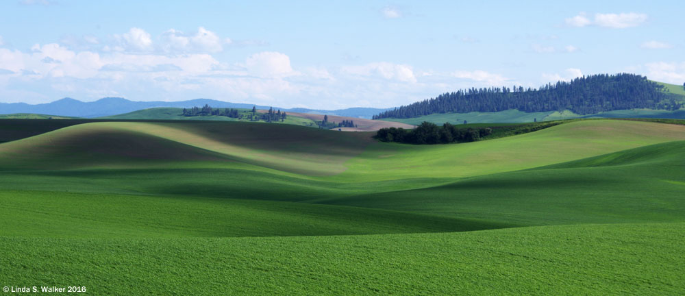 Hilly landscape in the Palouse region near Steptoe, Washington.