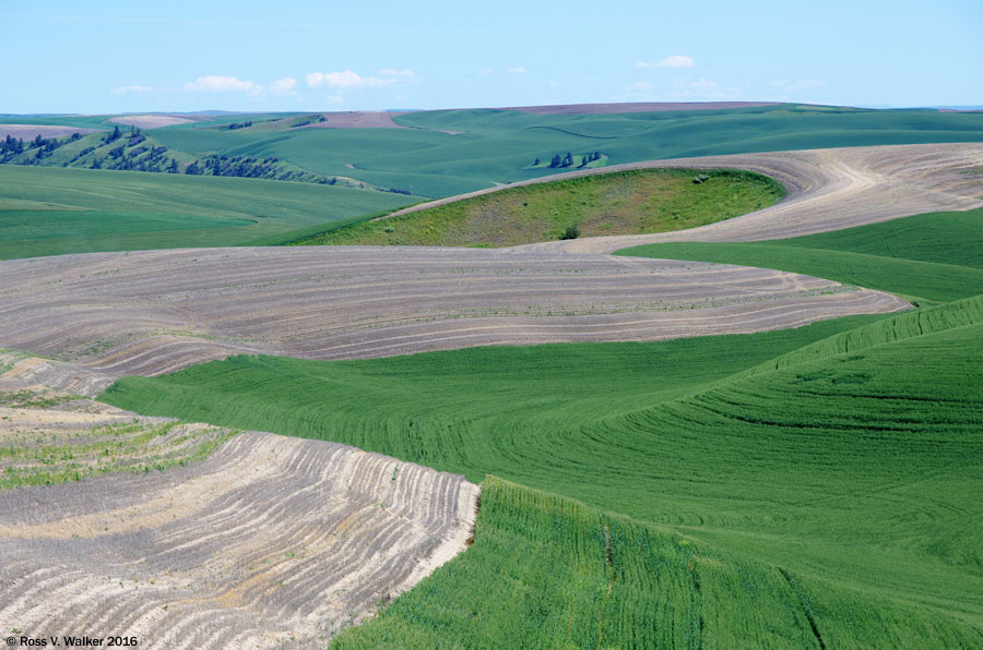 Plowed fields follow the contours of rolling hills near St. John, Washington.