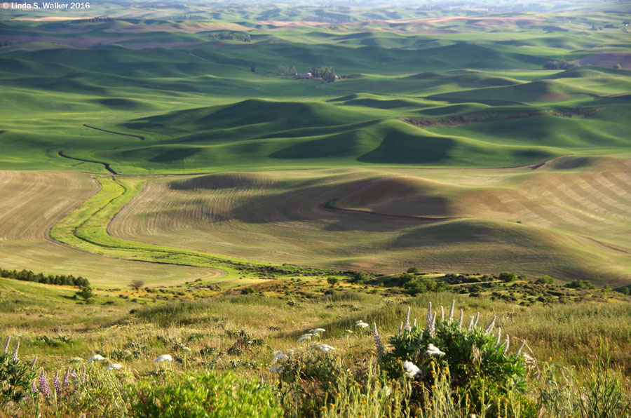 Wildflowers at Steptoe Butte State Park, Washington, overlook rolling hills