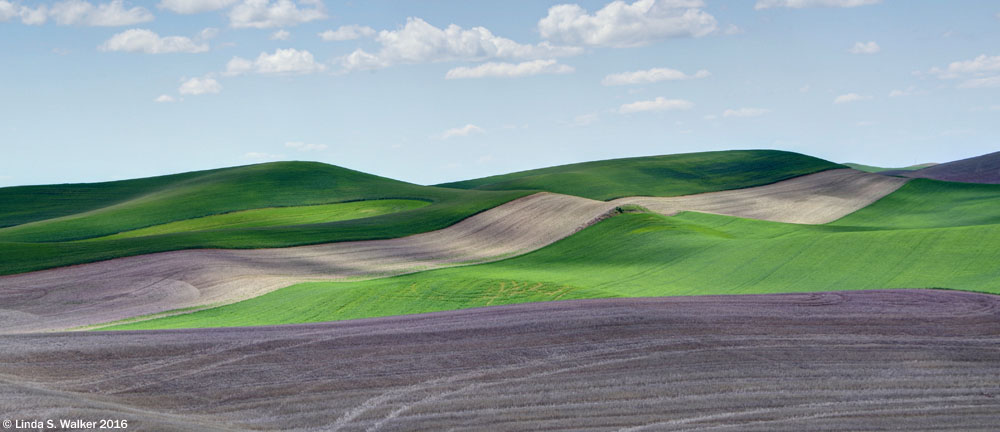 Cultivated stripes on hills near Steptoe, Washington