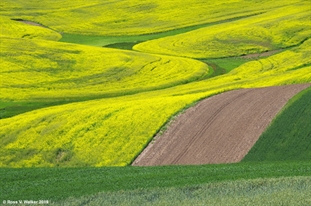 Canola