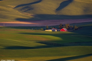 Hills and tree from Steptoe Butte