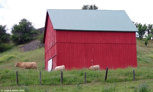 Barn and cow, Palouse, Washington