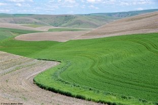 Curvy Fields