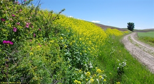 Wildflowers