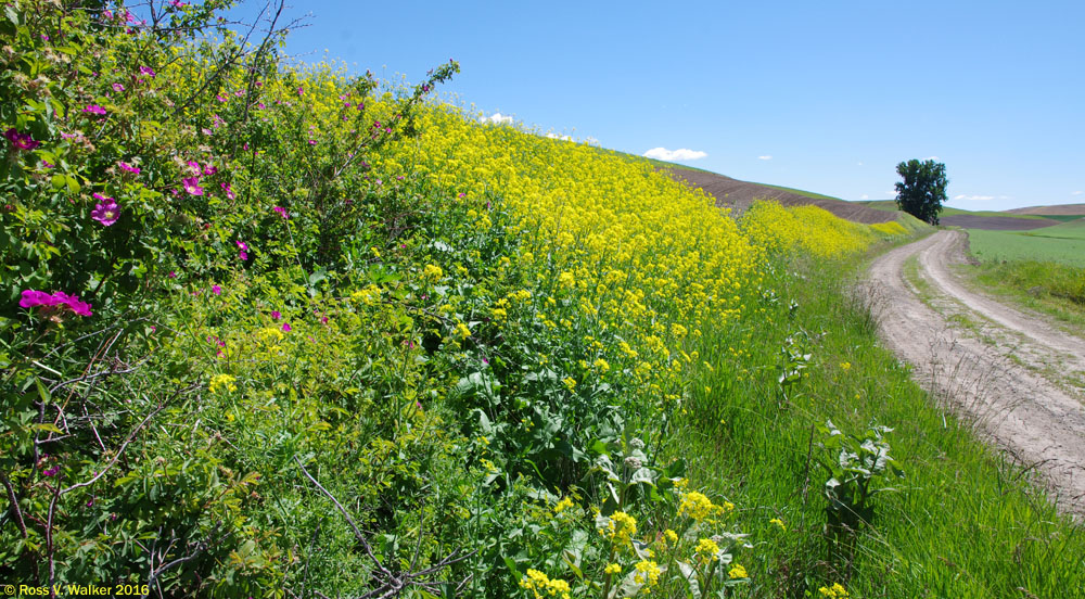 Wildflowers line a back road near Steptoe, in the Palouse region of Washington.
