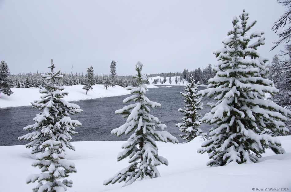 Madison River and snow-covered spruce trees, Yellowstone National Park, Wyoming