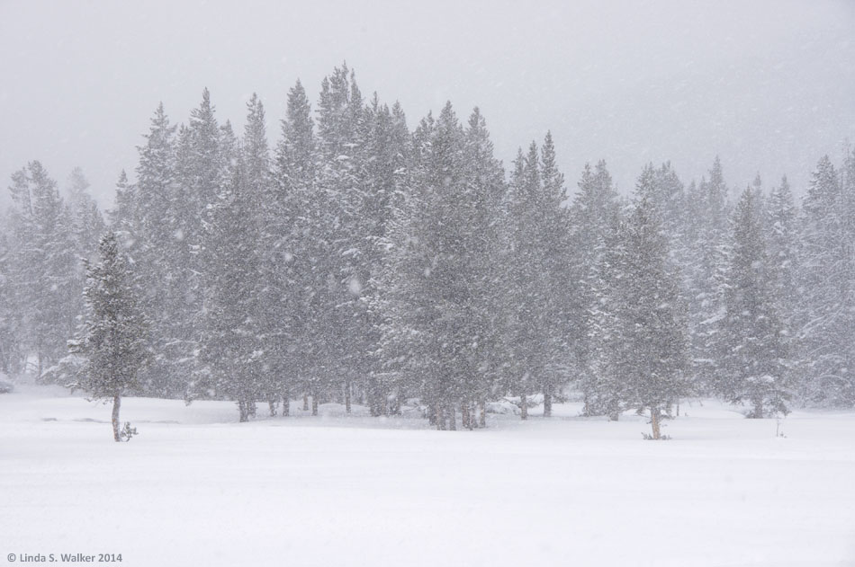 Snowstorm in the Canyon area, Yellowstone National Park, Wyoming