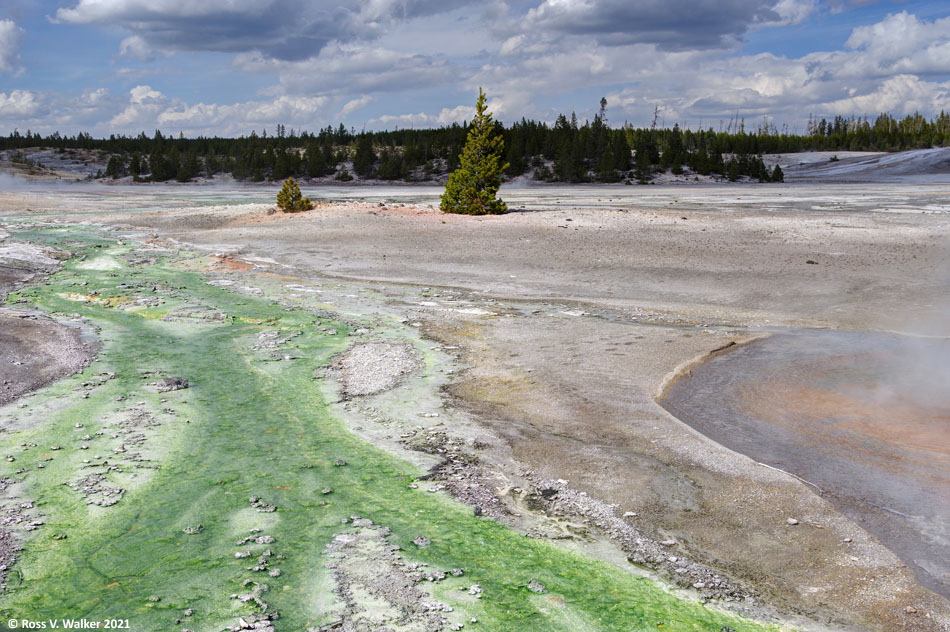 Acidic thermal runoff in Porcelain Basin, Yellowstone National Park, Wyoming