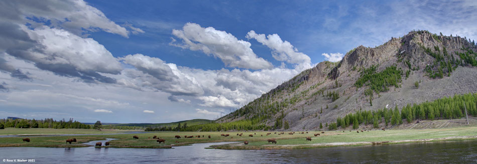 Bison grazing along the Madison River, Yellowstone National Park, Wyoming