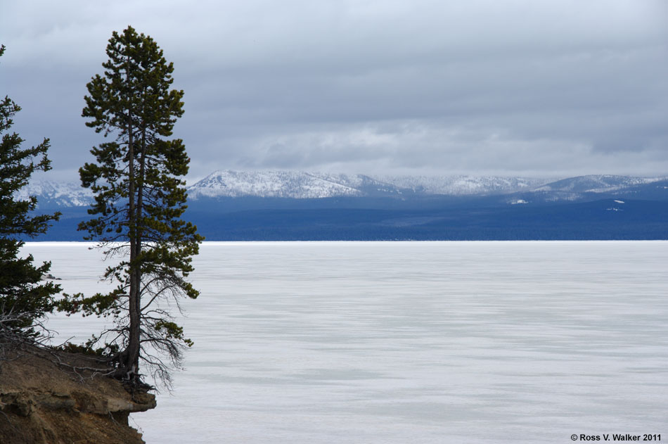 A tree on the edge of frozen Yellowstone Lake, Yellowstone National Park, Wyoming