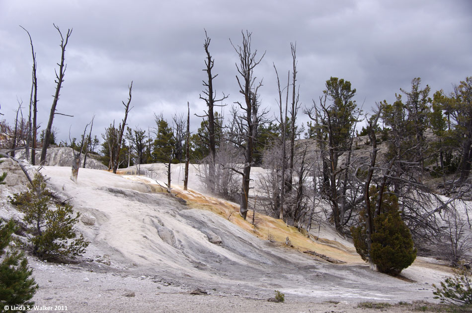 Trees, Angel Terrace, Mammoth Hot Springs, Yellowstone National Park, Wyoming