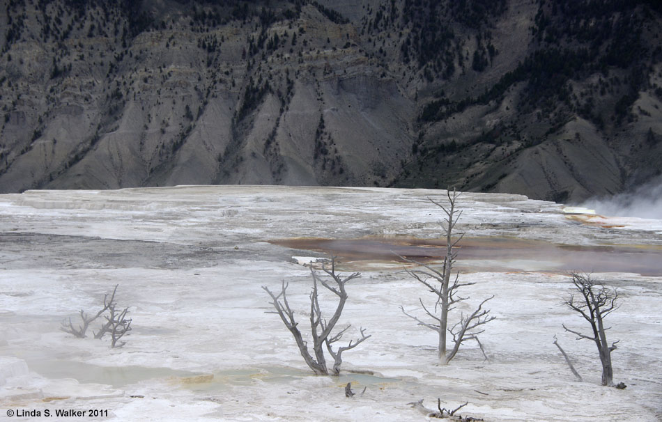 Dead trees, Main Terrace, Mammoth Hot Springs, Yellowstone National Park, Wyoming