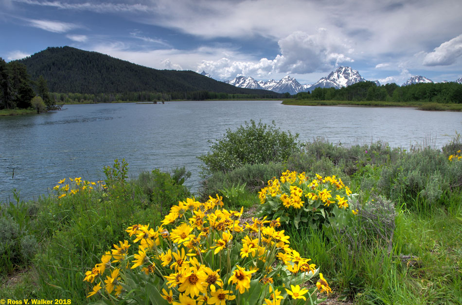 Arrowleaf balsamroot at Oxbow Bend, Grand Teton National Park, Wyoming